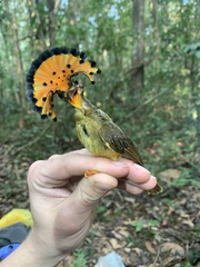 Onychorhynchus coronatus