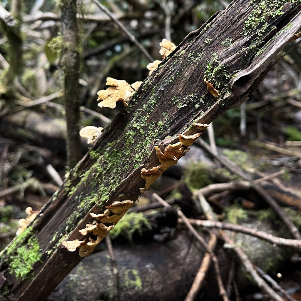 Stereum hirsutum · September 2022 · photo: © cristianriquelme (iNaturalist, cc-by)