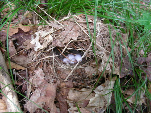 Seiurus aurocapilla
