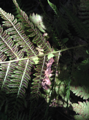 Athyrium