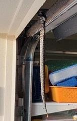 Sistrurus miliarius barbouri