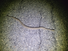 Sistrurus tergeminus