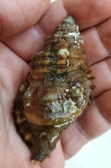 Monoplex pilearis