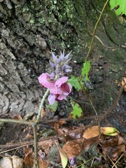 Wisteria frutescens