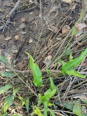 Acrostichum speciosum