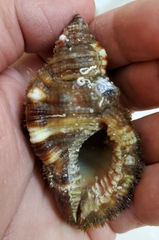 Monoplex pilearis