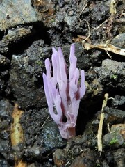 Ramariopsis pulchella