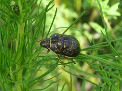 Orsilochides guttata