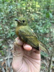 Mionectes oleagineus