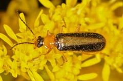 Rhagonycha