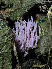 Ramariopsis pulchella