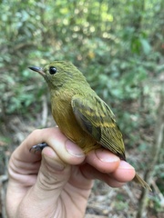 Mionectes oleagineus