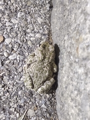 Bufotes viridis balearicus
