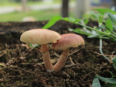 Gymnopilus palmicola