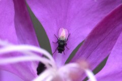 Milichiidae