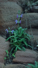 Salvia merjamie