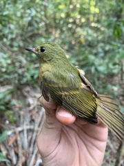 Mionectes oleagineus