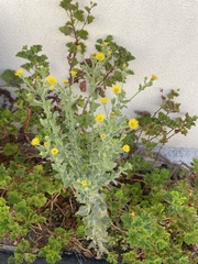 Heterotheca grandiflora