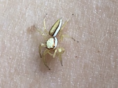 Epocilla