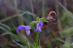 Salvia merjamie