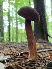 Austroboletus