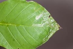 Phyllocnistis magnoliella