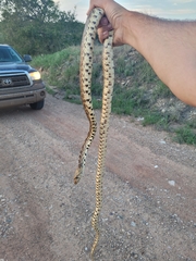 Pituophis catenifer sayi