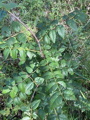 Zanthoxylum americanum