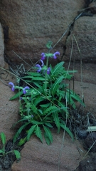 Salvia merjamie