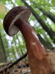 Austroboletus