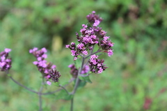 Stevia viscida