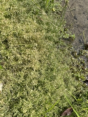 Eragrostis hypnoides