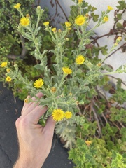 Heterotheca grandiflora