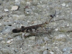 Psinidia fenestralis