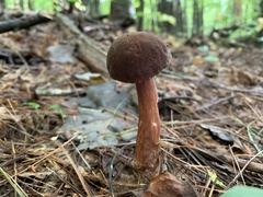 Austroboletus