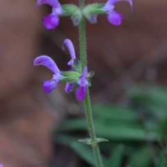 Salvia merjamie