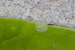 Phyllocnistis magnoliella