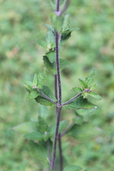 Stevia viscida