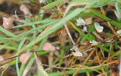 Digitaria cognata