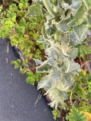 Heterotheca grandiflora