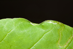 Phyllocnistis magnoliella