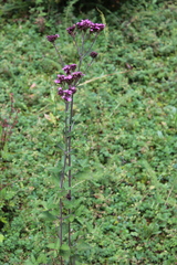 Stevia viscida