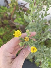 Heterotheca grandiflora