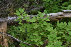 Vaccinium ovalifolium