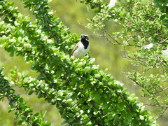 Amphispiza bilineata