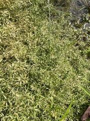 Eragrostis hypnoides