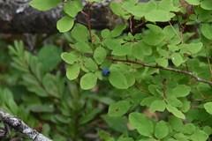 Vaccinium ovalifolium