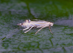 Phyllocnistis magnoliella
