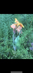 Canna indica