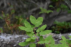 Vaccinium ovalifolium
